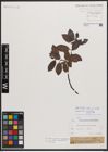 Foto von Salix bicolor Ehrh. ex Willd.